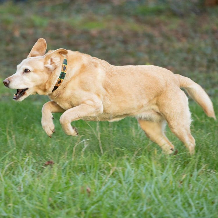 Benji &amp; Flo Sublime Polo Leather Dog Collar image 18